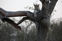 Canon EOS 5D Mark II, 2017:05:25 17:19:05 -- 1/200 sec, f/5.6.  No Flash, Compulsory.5616x3744 