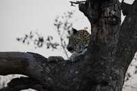 Canon EOS 5D Mark II, 2017:05:25 17:20:48 -- 1/125 sec, f/8.0.  No Flash, Compulsory.5616x3744 