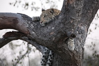 Canon EOS 5D Mark II, 2017:05:25 17:21:07 -- 1/60 sec, f/5.6.  No Flash, Compulsory.5616x3744 