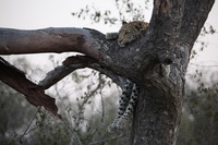 Canon EOS 5D Mark II, 2017:05:25 17:21:09 -- 1/125 sec, f/5.0.  No Flash, Compulsory.5616x3744 