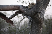 Canon EOS 5D Mark II, 2017:05:25 17:21:12 -- 1/100 sec, f/5.6.  No Flash, Compulsory.5616x3744 