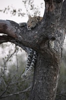 Canon EOS 5D Mark II, 2017:05:25 17:21:19 -- 1/80 sec, f/5.6.  No Flash, Compulsory.5616x3744 