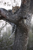 Canon EOS 5D Mark II, 2017:05:25 17:21:26 -- 1/60 sec, f/5.6.  No Flash, Compulsory.5616x3744 