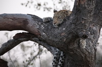 Canon EOS 5D Mark II, 2017:05:25 17:21:42 -- 1/80 sec, f/5.6.  No Flash, Compulsory.5616x3744 