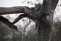 Canon EOS 5D Mark II, 2017:05:25 17:21:51 -- 1/100 sec, f/5.6.  No Flash, Compulsory.5616x3744 