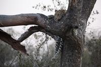 Canon EOS 5D Mark II, 2017:05:25 17:21:52 -- 1/100 sec, f/5.6.  No Flash, Compulsory.5616x3744 