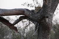 Canon EOS 5D Mark II, 2017:05:25 17:22:07 -- 1/50 sec, f/8.0.  No Flash, Compulsory.5616x3744 