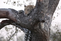 Canon EOS 5D Mark II, 2017:05:25 17:22:10 -- 1/30 sec, f/8.0.  No Flash, Compulsory.5616x3744 