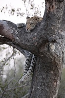 Canon EOS 5D Mark II, 2017:05:25 17:22:17 -- 1/30 sec, f/8.0.  No Flash, Compulsory.5616x3744 