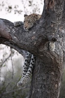 Canon EOS 5D Mark II, 2017:05:25 17:22:25 -- 1/50 sec, f/5.6.  No Flash, Compulsory.5616x3744 