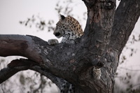 Canon EOS 5D Mark II, 2017:05:25 17:24:05 -- 1/80 sec, f/5.6.  No Flash, Compulsory.5616x3744 