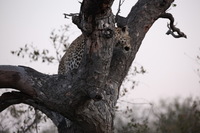 Canon EOS 5D Mark II, 2017:05:25 17:24:30 -- 1/80 sec, f/5.6.  No Flash, Compulsory.5616x3744 