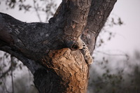 Canon EOS 5D Mark II, 2017:05:25 17:25:18 -- 1/60 sec, f/5.6.  No Flash, Compulsory.5616x3744 