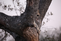 Canon EOS 5D Mark II, 2017:05:25 17:25:33 -- 1/60 sec, f/5.6.  No Flash, Compulsory.5616x3744 