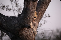 Canon EOS 5D Mark II, 2017:05:25 17:25:41 -- 1/80 sec, f/5.6.  No Flash, Compulsory.5616x3744 