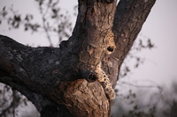 Canon EOS 5D Mark II, 2017:05:25 17:25:44 -- 1/80 sec, f/5.6.  No Flash, Compulsory.5616x3744 