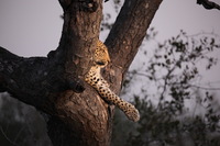 Canon EOS 5D Mark II, 2017:05:25 17:27:04 -- 1/100 sec, f/5.6.  No Flash, Compulsory.5616x3744 