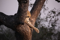 Canon EOS 5D Mark II, 2017:05:25 17:27:06 -- 1/80 sec, f/5.6.  No Flash, Compulsory.5616x3744 