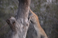 Canon EOS 5D Mark II, 2017:05:25 17:27:37 -- 1/30 sec, f/5.6.  No Flash, Compulsory.5616x3744 