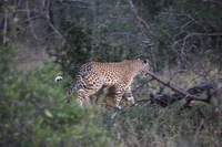 Canon EOS 5D Mark II, 2017:05:25 17:27:48 -- 1/25 sec, f/5.6.  No Flash, Compulsory.5616x3744 