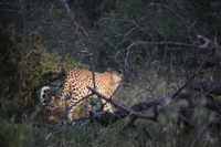 Canon EOS 5D Mark II, 2017:05:25 17:27:49 -- 1/30 sec, f/5.6.  No Flash, Compulsory.5616x3744 