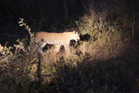 Canon EOS 5D Mark II, 2017:05:25 17:37:32 -- 1/25 sec, f/5.6.  No Flash, Compulsory.5616x3744 