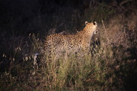 Canon EOS 5D Mark II, 2017:05:25 17:38:05 -- 1/25 sec, f/5.6.  No Flash, Compulsory.5616x3744 