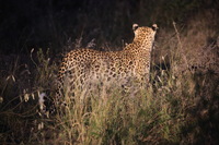 Canon EOS 5D Mark II, 2017:05:25 17:38:08 -- 1/25 sec, f/5.6.  No Flash, Compulsory.5616x3744 