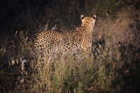 Canon EOS 5D Mark II, 2017:05:25 17:38:09 -- 1/20 sec, f/5.6.  No Flash, Compulsory.5616x3744 