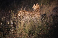 Canon EOS 5D Mark II, 2017:05:25 17:38:11 -- 1/25 sec, f/5.6.  No Flash, Compulsory.5616x3744 