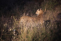 Canon EOS 5D Mark II, 2017:05:25 17:38:12 -- 1/20 sec, f/5.6.  No Flash, Compulsory.5616x3744 