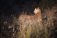 Canon EOS 5D Mark II, 2017:05:25 17:38:13 -- 1/20 sec, f/5.6.  No Flash, Compulsory.5616x3744 