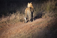 Canon EOS 5D Mark II, 2017:05:25 17:38:48 -- 1/20 sec, f/5.6.  No Flash, Compulsory.5616x3744 