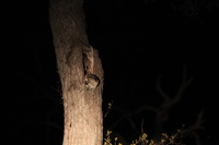 Canon EOS 5D Mark II, 2017:05:25 18:12:31 -- 1/4 sec, f/5.6.  No Flash, Compulsory.5616x3744 