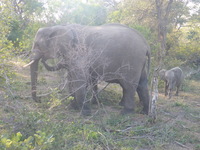 DMC-TS5, 2017:05:25 08:42:55 -- 1/80 sec, f/4.7.  No Flash, Compulsory.4608x3456 0.00 EV.