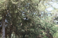 Canon EOS 5D Mark II, 2018:02:24 11:12:46 -- 1/100 sec, f/7.1.  No Flash, Compulsory.4080x2720 