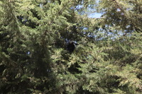 Canon EOS 5D Mark II, 2018:02:24 11:14:51 -- 1/100 sec, f/8.0.  No Flash, Compulsory.4080x2720 