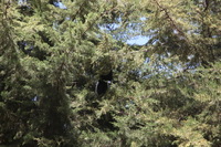 Canon EOS 5D Mark II, 2018:02:24 11:14:53 -- 1/125 sec, f/8.0.  No Flash, Compulsory.4080x2720 