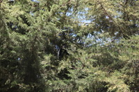 Canon EOS 5D Mark II, 2018:02:24 11:14:54 -- 1/100 sec, f/8.0.  No Flash, Compulsory.4080x2720 