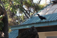 Canon EOS 5D Mark II, 2018:02:25 08:12:18 -- 1/100 sec, f/8.0.  No Flash, Compulsory.4080x2720 