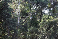 Canon EOS 5D Mark II, 2018:02:25 08:12:27 -- 1/125 sec, f/8.0.  No Flash, Compulsory.4080x2720 