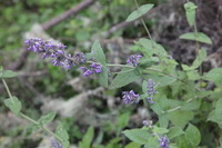 Canon EOS 5D Mark II, 2018:02:25 08:21:26 -- 1/125 sec, f/8.0.  No Flash, Compulsory.4080x2720 