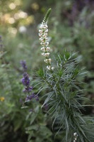 Canon EOS 5D Mark II, 2018:02:25 08:28:58 -- 1/100 sec, f/5.6.  No Flash, Compulsory.4080x2720 