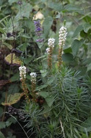 Canon EOS 5D Mark II, 2018:02:25 08:29:20 -- 1/100 sec, f/5.6.  No Flash, Compulsory.4080x2720 