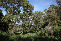 Canon EOS 5D Mark II, 2018:02:25 09:06:41 -- 1/160 sec, f/8.0.  No Flash, Compulsory.4080x2720 