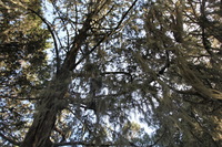 Canon EOS 5D Mark II, 2018:02:25 09:13:07 -- 1/30 sec, f/8.0.  No Flash, Compulsory.4080x2720 