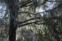 Canon EOS 5D Mark II, 2018:02:25 09:16:01 -- 1/50 sec, f/8.0.  No Flash, Compulsory.4080x2720 