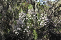 Canon EOS 5D Mark II, 2018:02:25 09:21:13 -- 1/125 sec, f/6.3.  No Flash, Compulsory.4080x2720 