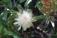 Canon EOS 5D Mark II, 2018:02:25 09:36:05 -- 1/100 sec, f/6.3.  No Flash, Compulsory.4080x2720 