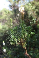 Canon EOS 5D Mark II, 2018:02:25 09:41:57 -- 1/50 sec, f/6.3.  No Flash, Compulsory.4080x2720 